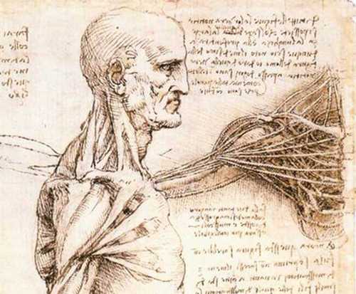 Anatomy Sketch by da Vinci
